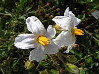 Morelle de Balbis - Solanum sisymbrifolium ou Solanum Balbisii (fam Solanacees) (4) (Photo F. Mrugala)